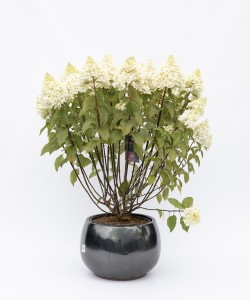 Piękna hortensja i hibiskus