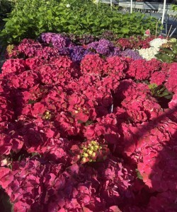 Trawy ozdobne – magia ruchu, światła i koloru!