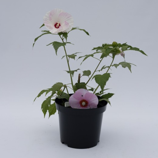 Wiązanka serce z jodły