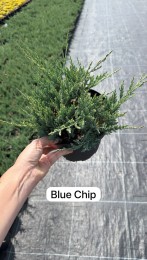 Jałowiec płożący 'Blue Chip'