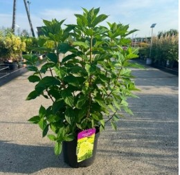 Hortensja bukietowa 'Limelight'