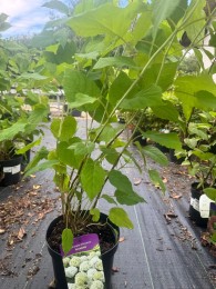 Hortensja drzewiasta 'Annabelle'