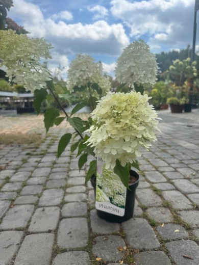 Hortensja bukietowa 'Phantom'