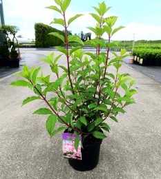 Hortensja bukietowa 'Vanille Fraise'