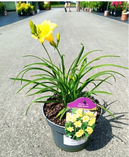 Liliowiec 'Stella de Oro'