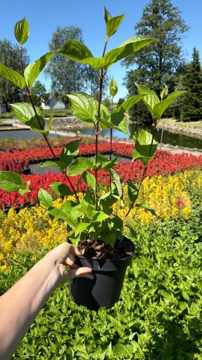 Deren biały 'Sibirica'