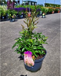 Astilbe 'Lovely Day'