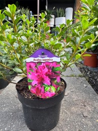 Azalia japońska 'Kermesina'