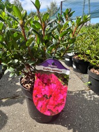 Azalia japońska 'MARUSCHKA'