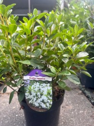 Azalia japońska 'Adonis'