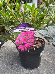 Azalia japońska 'Geisha Pink'