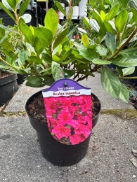 Azalia japońska 'Vuyk's Scarlet'