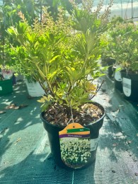 Pieris japoński 'Purity'