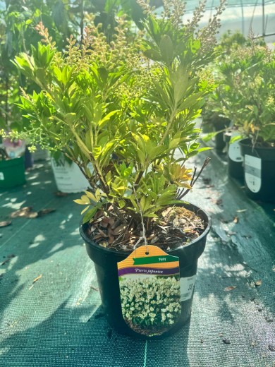 Pieris japoński 'Purity'