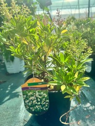 Pieris japoński 'Cupido'