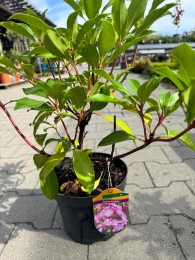 Kalmia szerokolistna 'Ola'
