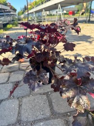 Żurawka w odmianach