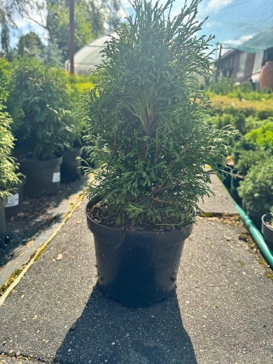 Tuja zachodnia 'Danica'